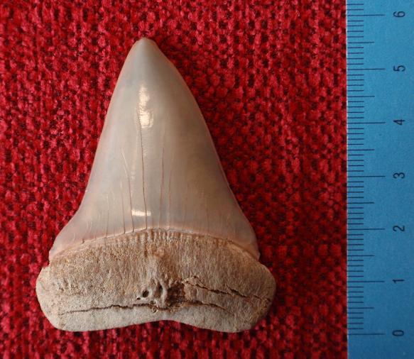 Un antico signore dei mari: L''Isurus hastalis